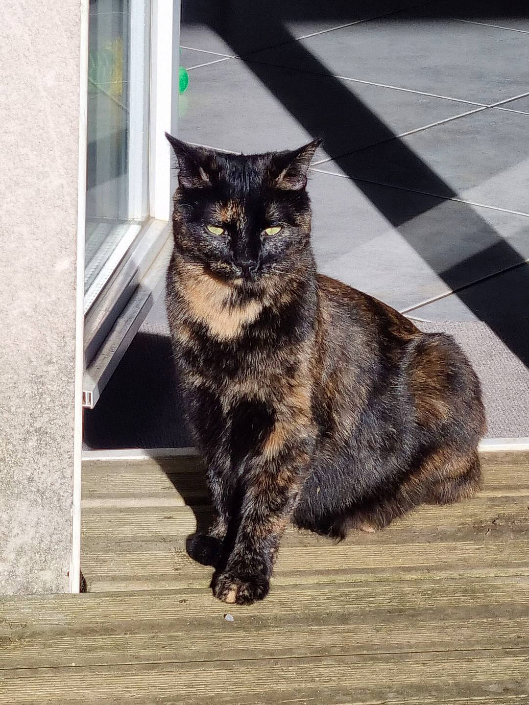 Xena participe au concours pour gagner de l'argent avec cette photo : asphalt, carnivore, cat, domestic_short_haired_cat, door, felidae, floor, flooring, fur, grey, paw, road_surface, small_to_medium_sized_cats, snout, street, tail, terrestrial_animal, whiskers, window, wood