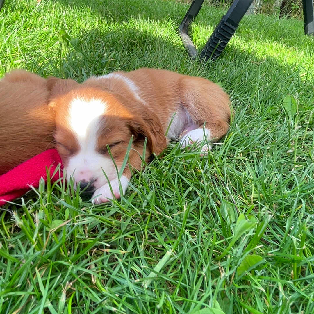 Aïko a rejoint le concours — aidez-le/la à gagner de superbes lots ! animal, canine, closeup, cute, dog, fur, garden, grass, greenery, nature, outdoor, peaceful, pet, puppy, relaxation, resting, sleeping, summer, sunlight, young