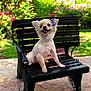 Sophia is registered to the contest to win money with this photo: animal, bench, black_bench, bow, cute, daylight, dog, flowers, garden, greenery, happy, nature, outdoor, pet, purple_bow, sitting, small_dog, smiling, sunny, white_dog
