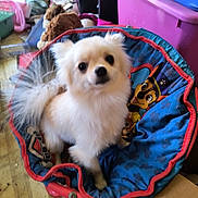 Sophia joined the competition — help win amazing prizes! animal, chair, colorful, cozy, curious, cute, dog, floor, fluffy, furniture, household_items, indoor, messy_background, paw_prints, pet, sitting, small_dog, stuffed_animal, toy, white_dog