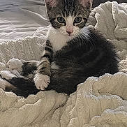 Doudou participe au concours pour gagner de l'argent avec cette photo : animal, bed, bedroom, blanket, blue_eyes, cat, cozy, cute, feline, fur, indoors, kitten, pet, photography, portrait, relaxed, sitting, striped, tabby, white_paws
