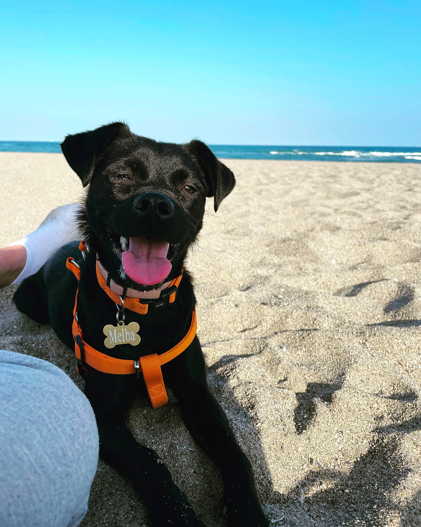 Melba a rejoint le concours — aidez-le/la à gagner de superbes lots ! beach, carnivore, collar, companion_dog, dog, dog_breed, dog_clothes, dog_collar, dog_supply, fashion_accessory, fawn, hat, leash, ocean, personal_protective_equipment, pet_supply, sky, snout, water, working_animal