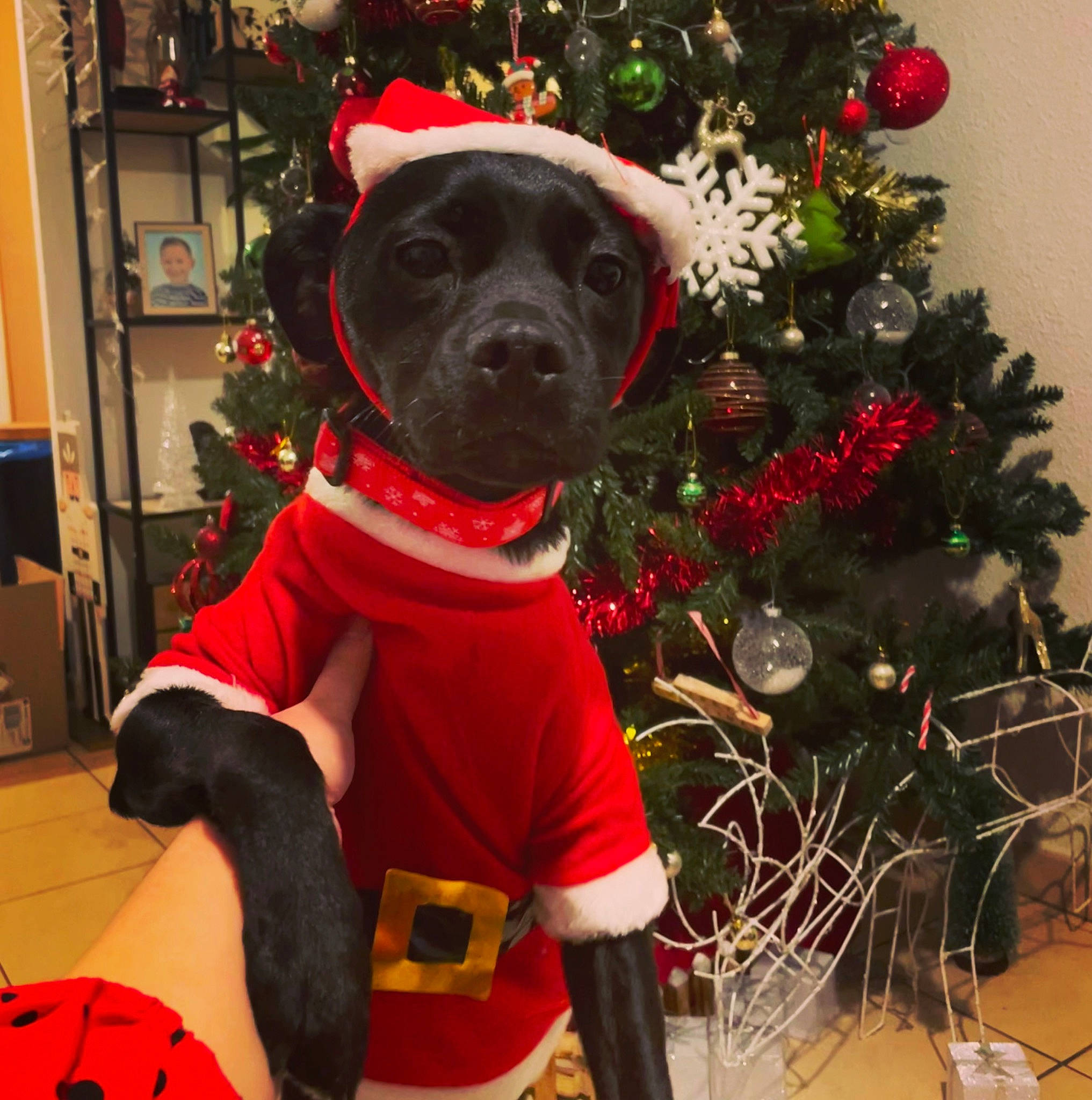 Melba participe au concours pour gagner de l'argent avec cette photo : carnivore, christmas, christmas_decoration, christmas_ornament, christmas_tree, companion_dog, costume_hat, dog, dog_breed, event, fawn, fur, hat, holiday, holiday_ornament, ornament, plant, shelf, snout, tree