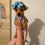 Sydney Rue is registered to the contest to win money with this photo: dog, puppy, animal, pet, cute, hat, costume, blue, floral, hands, shadow, wall, indoor, small, brown, portrait, holding, fashion, accessory, adorable