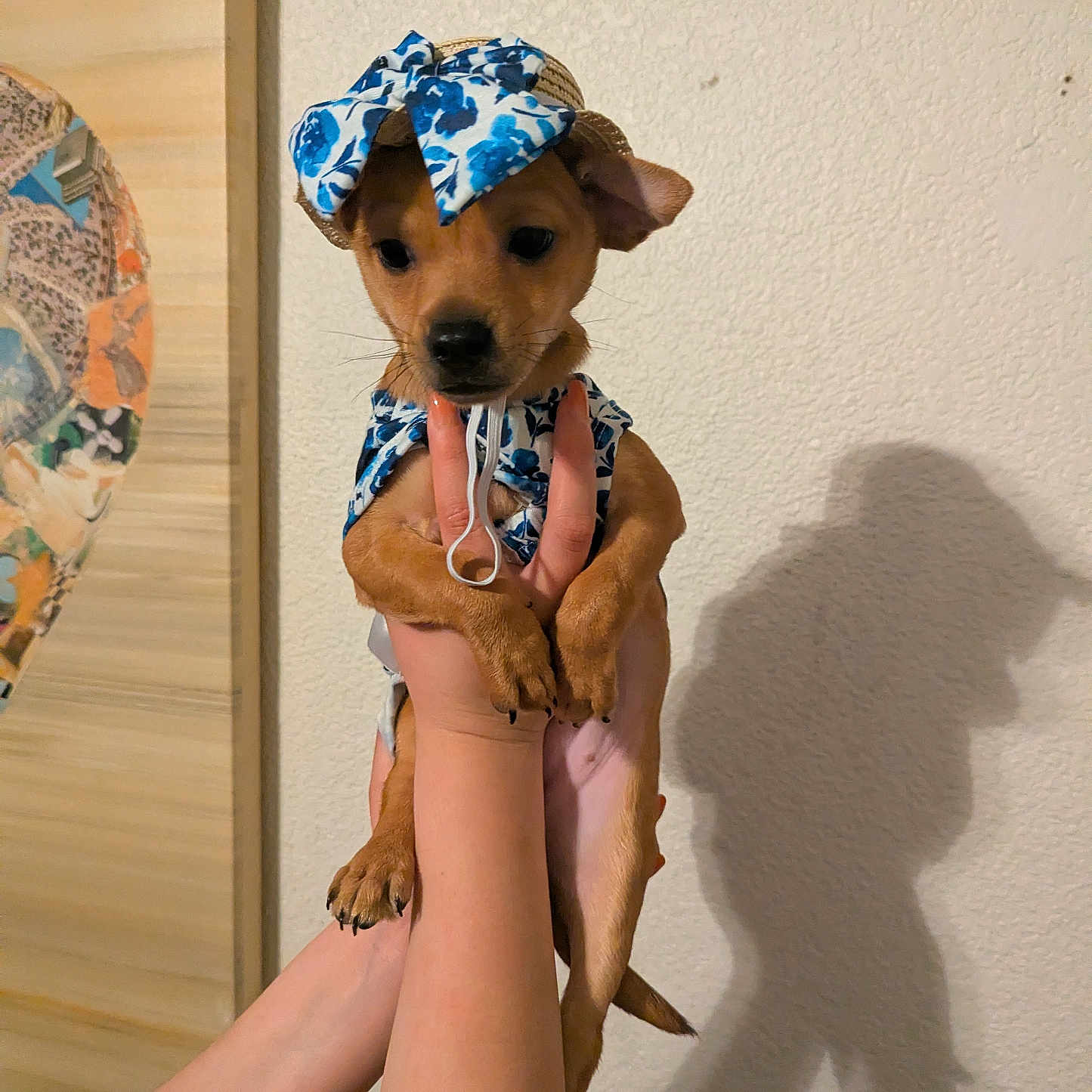 Sydney Rue is registered to the contest to win money with this photo: dog, puppy, animal, pet, cute, hat, costume, blue, floral, hands, shadow, wall, indoor, small, brown, portrait, holding, fashion, accessory, adorable