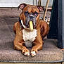 dog, boxer, brown, white, pet, animal, lying_down, porch, concrete, step, chew_toy, bone, ears, collar, outdoor, resting, muzzle, paws, guard, portrait