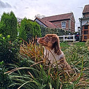 Aramis participe au concours pour gagner de l'argent avec cette photo : animal, backyard, brick_house, bush, canine, cloudy_sky, daylight, dog, fur, garden, grass, greenery, house, nature, outdoor, peaceful, pet, plants, portrait, sky