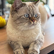 Cookie a rejoint le concours — aidez-le/la à gagner de superbes lots ! cat, blue_eyes, feline, indoor, wooden_table, relaxed, close_up, whiskers, soft_focus, fur, paws, domestic_cat, pet, cute, animal, mammal, tabby, calm, portrait, houseplant
