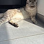 Cookie participe au concours pour gagner de l'argent avec cette photo : cat, feline, pet, indoor, sunlight, floor, tile, relaxing, resting, fur, animal, mammal, whiskers, paw, domestic, cute, lazy, shadow, corner, cabinet