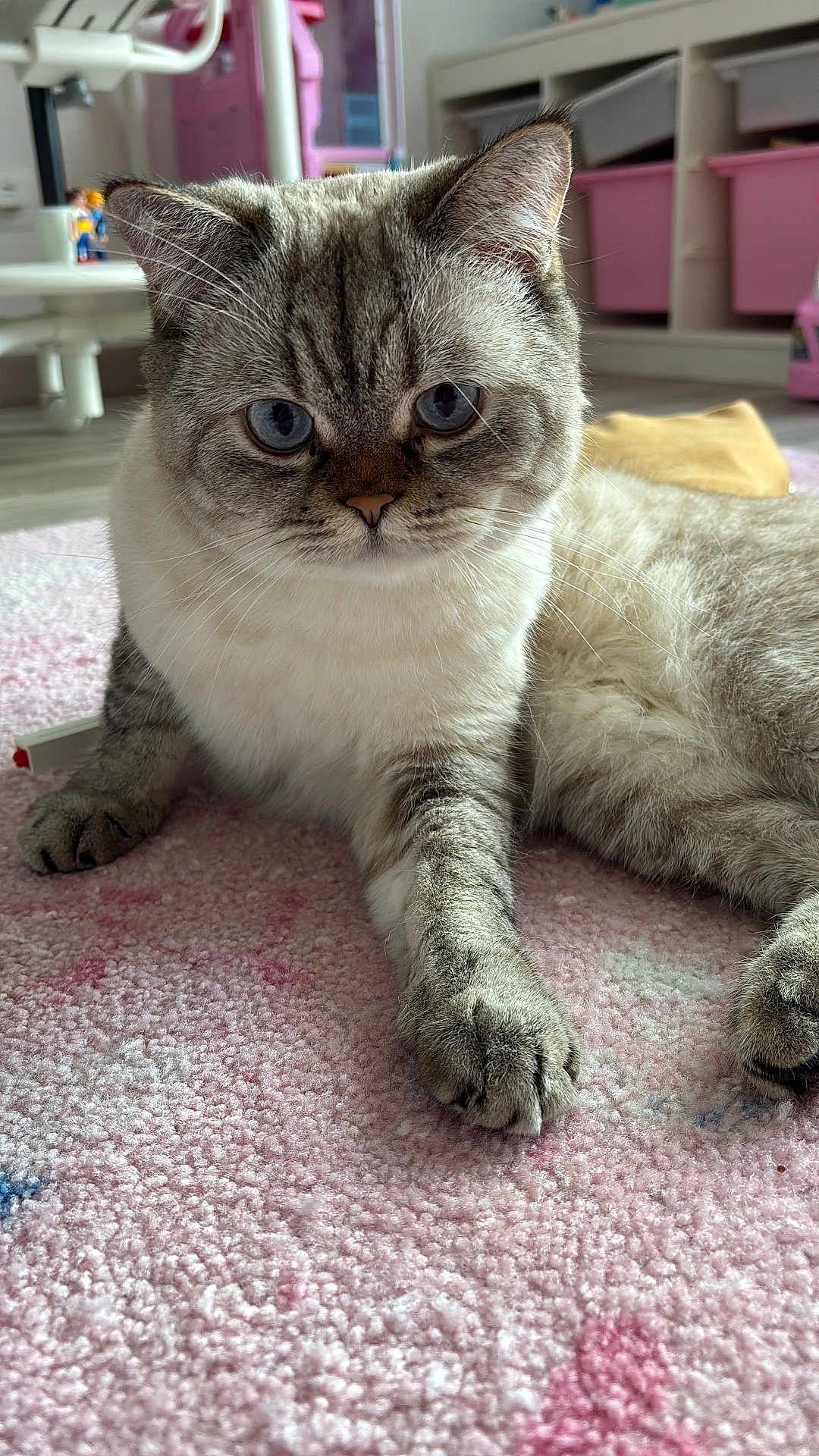 Cookie participe au concours pour gagner de l'argent avec cette photo : cat, blue_eyes, fluffy, indoor, carpet, pink, paw, fur, pet, cute, animal, relaxed, close_up, mammal, domestic, feline, soft, home, curious, resting