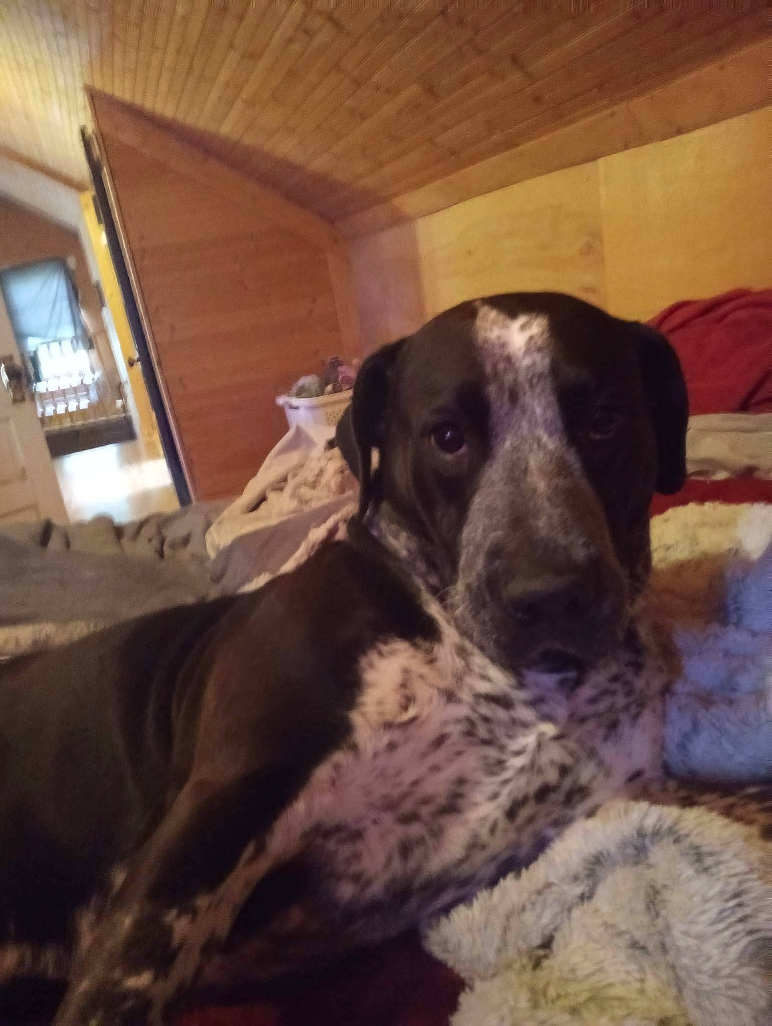 Joplin is registered to the contest to win money with this photo: braque_francais, canidae, carnivore, cloud, comfort, companion_dog, dog, dog_breed, fur, guard_dog, hardwood, metal, picture_frame, pointing_breed, sky, sporting_group, square, whiskers, wood, working_animal