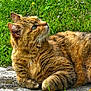 animal, cat, closeup, curious, ears, feline, flower, fur, green_grass, laying, mammal, nature, outdoor, pet, portrait, relaxing, sunlight, tabby_cat, whiskers