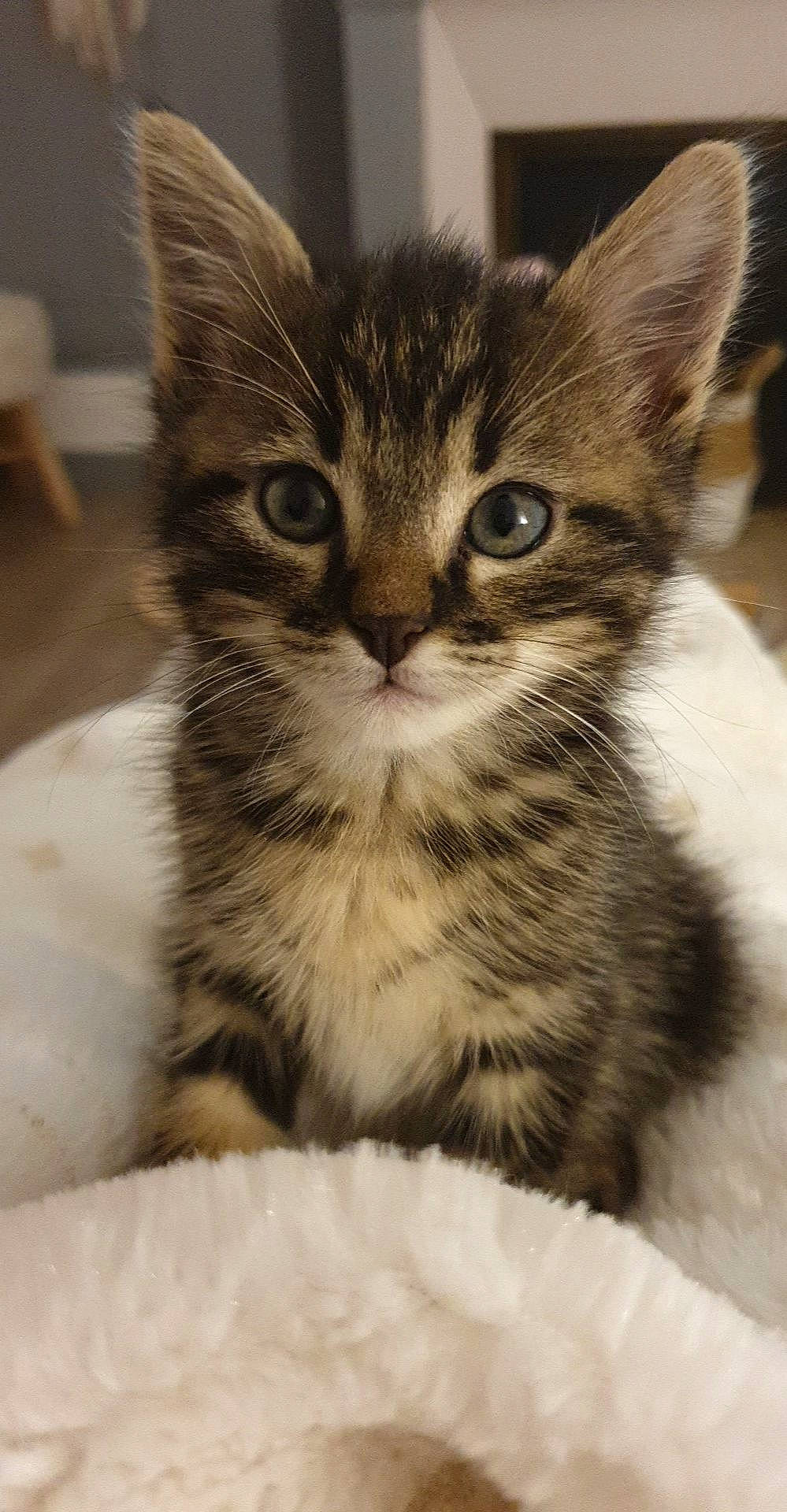 Mowgli a rejoint le concours — aidez-le/la à gagner de superbes lots ! box, carnivore, cat, claw, comfort, domestic_short_haired_cat, eye, felidae, fur, paw, sitting, small_to_medium_sized_cats, snout, terrestrial_animal, whiskers, wildlife