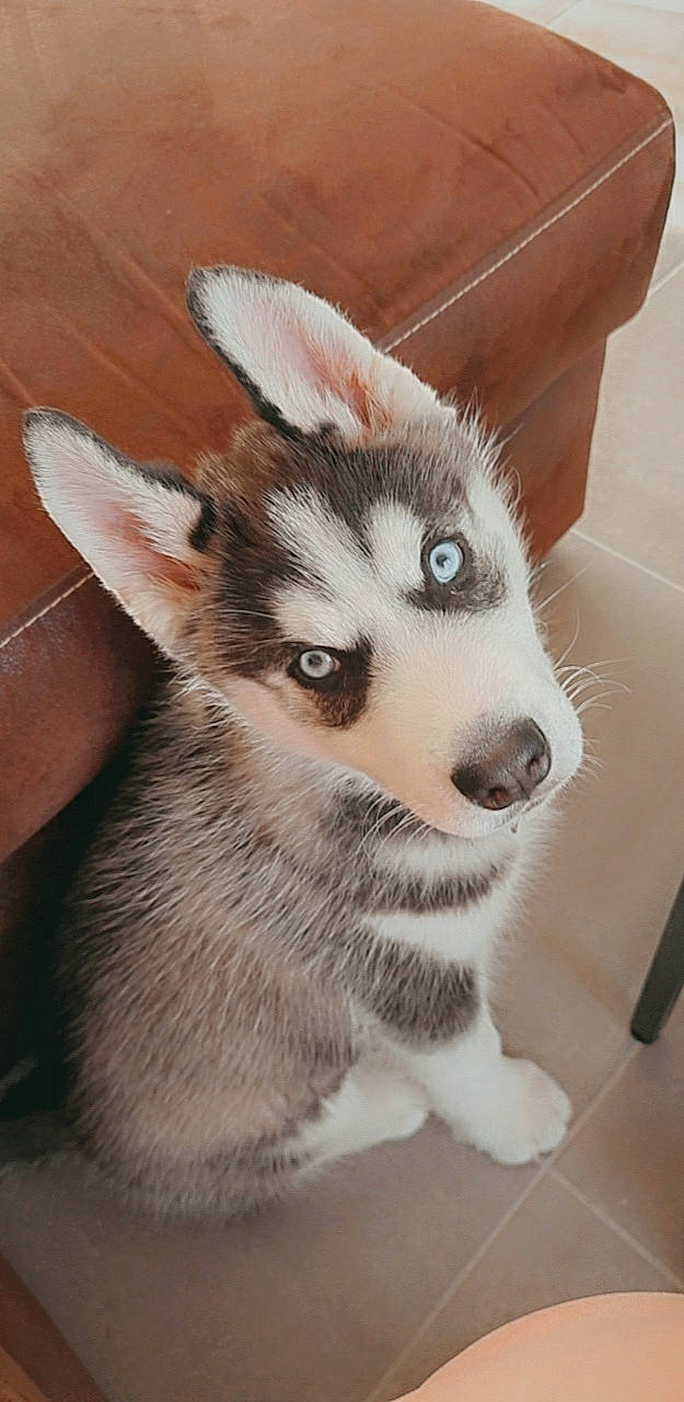 Oslo participe au concours pour gagner de l'argent avec cette photo : alaskan_klee_kai, canadian_eskimo_dog, canidae, canis, carnivore, companion_dog, dog, dog_breed, fur, head, miniature_siberian_husky, siberian_husky, sled_dog, snout, sporting_group, terrestrial_animal, whiskers, wolf, working_animal, working_dog