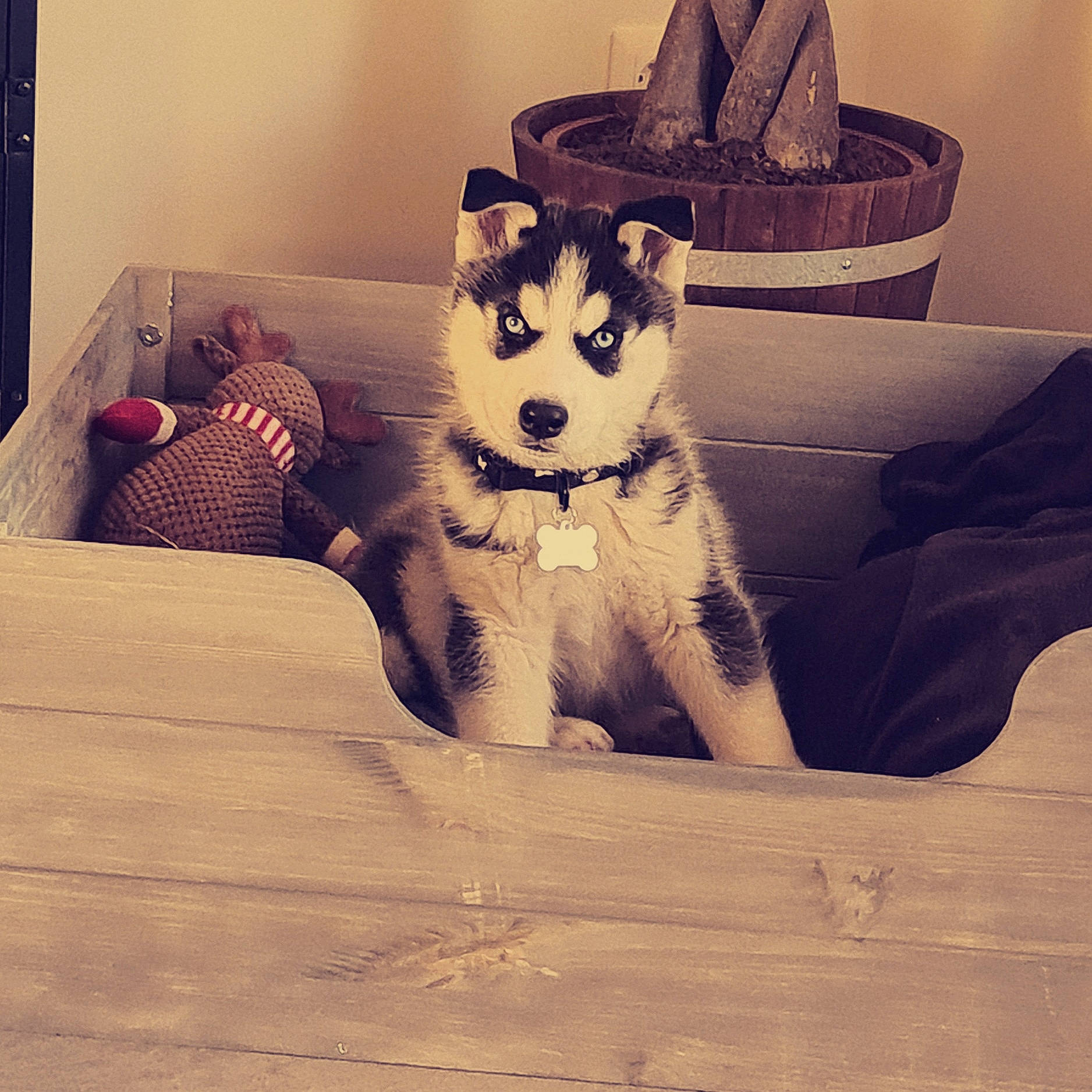 Oslo participe au concours pour gagner de l'argent avec cette photo : carnivore, cloud, comfort, companion_dog, cool, couch, dog, dog_breed, felidae, furniture, grey, happy, picture_frame, pillow, sitting, sporting_group, toy_dog, whiskers, wood, working_animal