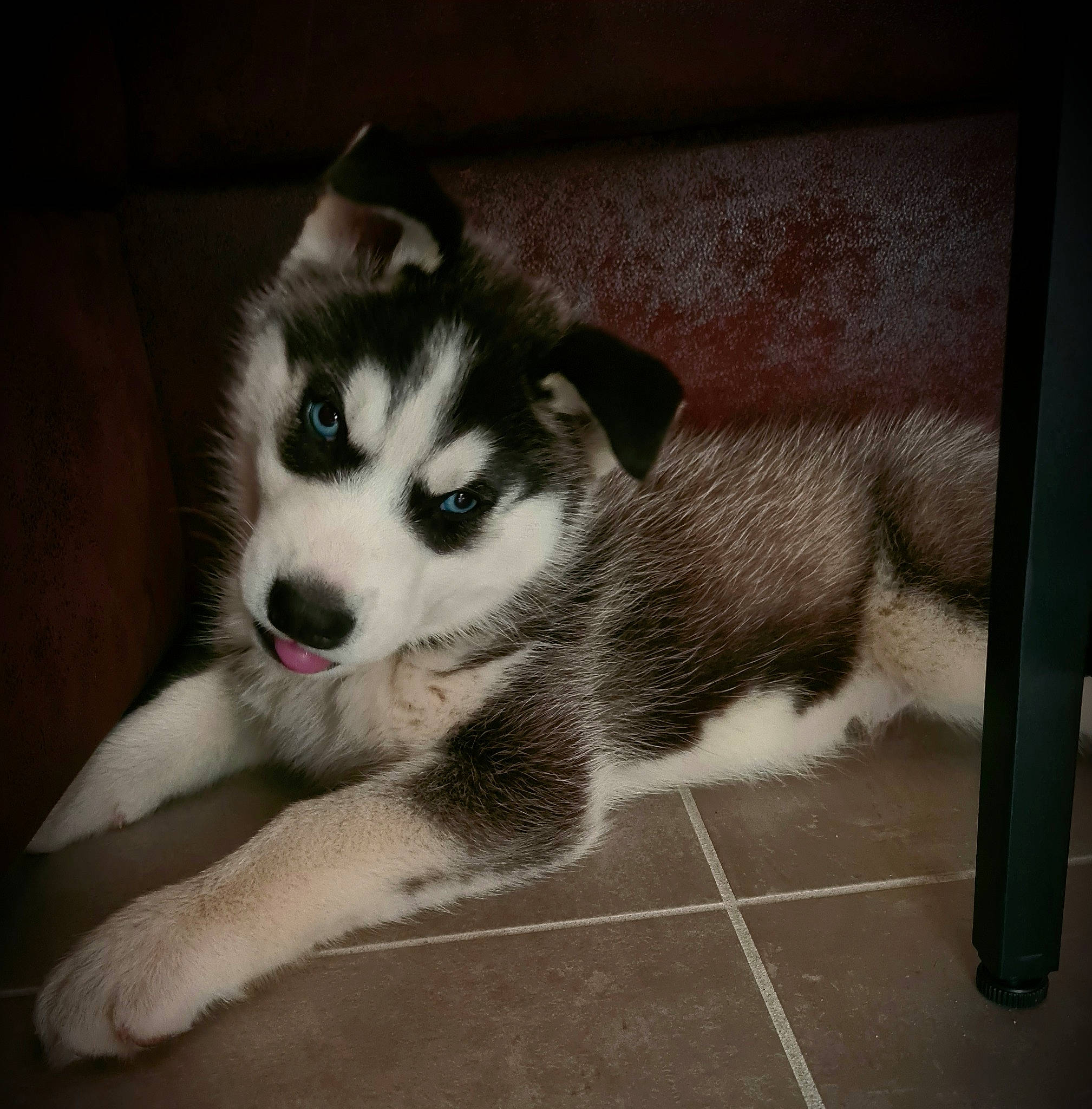 Oslo participe au concours pour gagner de l'argent avec cette photo : ancient_dog_breeds, art, canidae, carnivore, companion_dog, dog, dog_breed, flooring, fur, non_sporting_group, paw, puppy, sled_dog, snout, sporting_group, tail, terrestrial_animal, whiskers, working_animal, working_dog