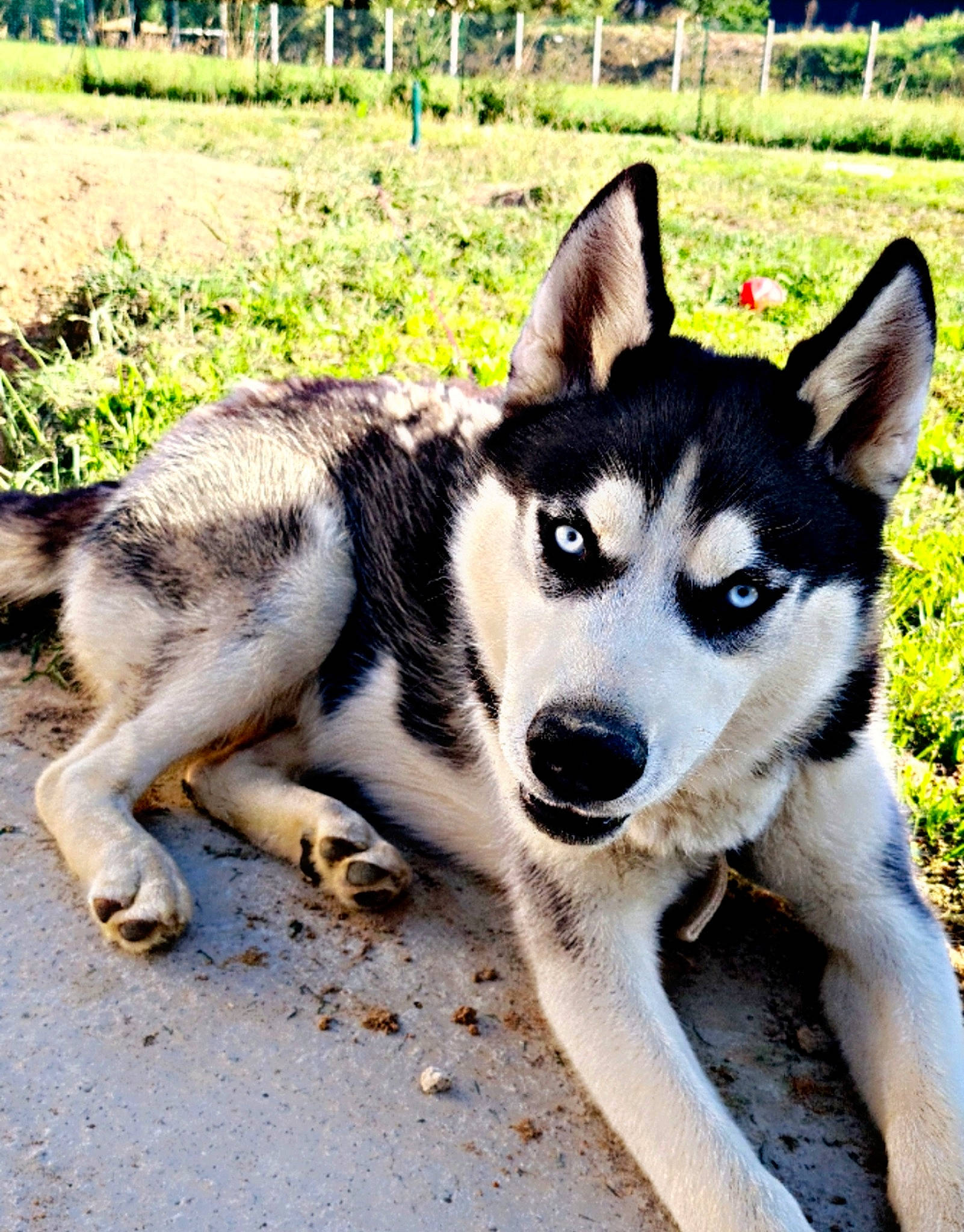 Oslo a rejoint le concours — aidez-le/la à gagner de superbes lots ! ancient_dog_breeds, canidae, carnivore, companion_dog, dog, dog_breed, fence, foot, fur, grass, non_sporting_group, plant, siberian_husky, sled_dog, snout, sporting_group, terrestrial_animal, tree, working_animal, working_dog