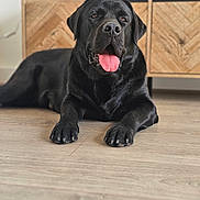 Bruce is registered to the contest to win money with this photo: animal, black_labrador, cabinet, canine, close_up, companion, cozy, dog, ears, fur, home, indoor, lying_down, nose, paw, pet, portrait, relaxed, tongue_out, wooden_floor