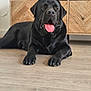 animal, black_labrador, cabinet, canine, close_up, companion, cozy, dog, ears, fur, home, indoor, lying_down, nose, paw, pet, portrait, relaxed, tongue_out, wooden_floor