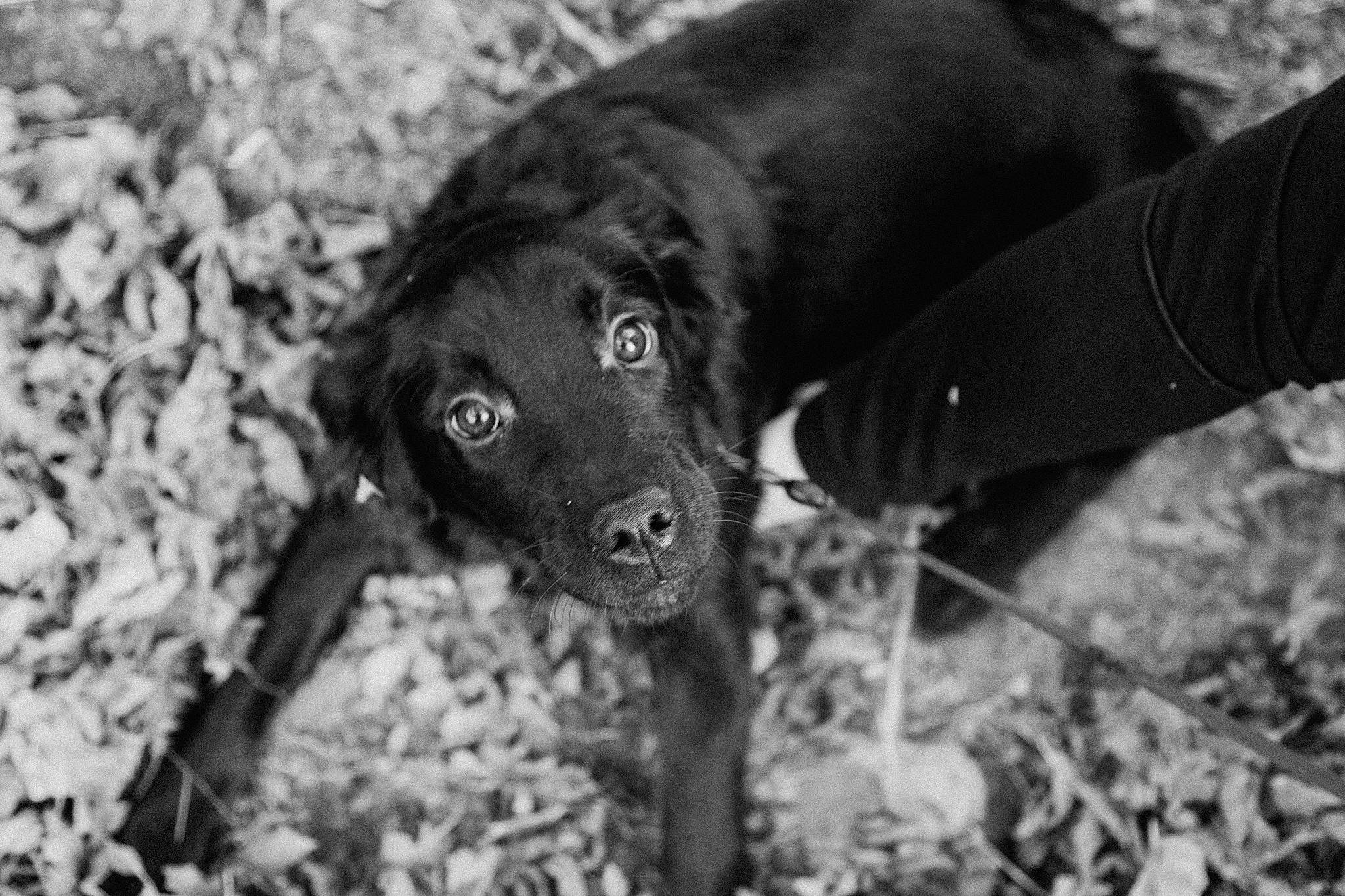 Reign joined the competition — help win amazing prizes! black_and_white, borador, canidae, carnivore, companion_dog, dog, dog_breed, fur, liver, monochrome, monochrome_photography, organism, retriever, snout, soil, sporting_group, style, terrestrial_animal, whiskers, working_animal