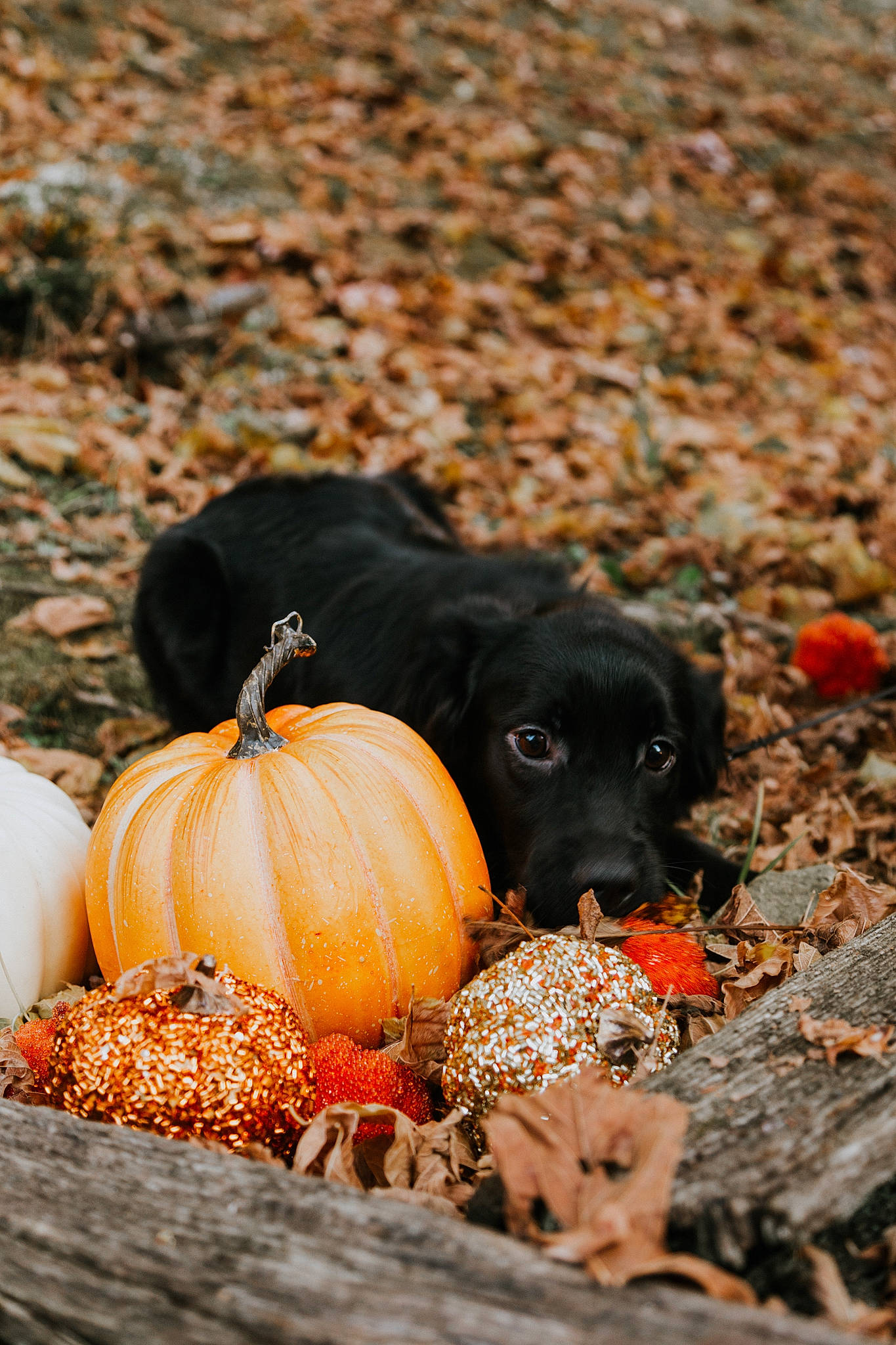 Reign joined the competition — help win amazing prizes! calabaza, carnivore, cucurbita, dog, dog_breed, fawn, food, gourd, grass, morning, natural_foods, nature, plant, pumpkin, squash, staple_food, terrestrial_animal, tints_and_shades, vegetable, winter_squash