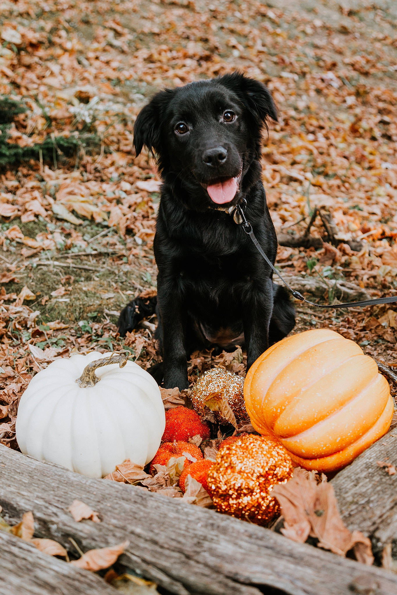 Reign joined the competition — help win amazing prizes! borador, calabaza, canidae, carnivore, companion_dog, cucurbita, dog, dog_breed, gourd, grass, gun_dog, natural_foods, plant, pumpkin, soil, sporting_group, squash, vegetable, winter_squash, working_animal