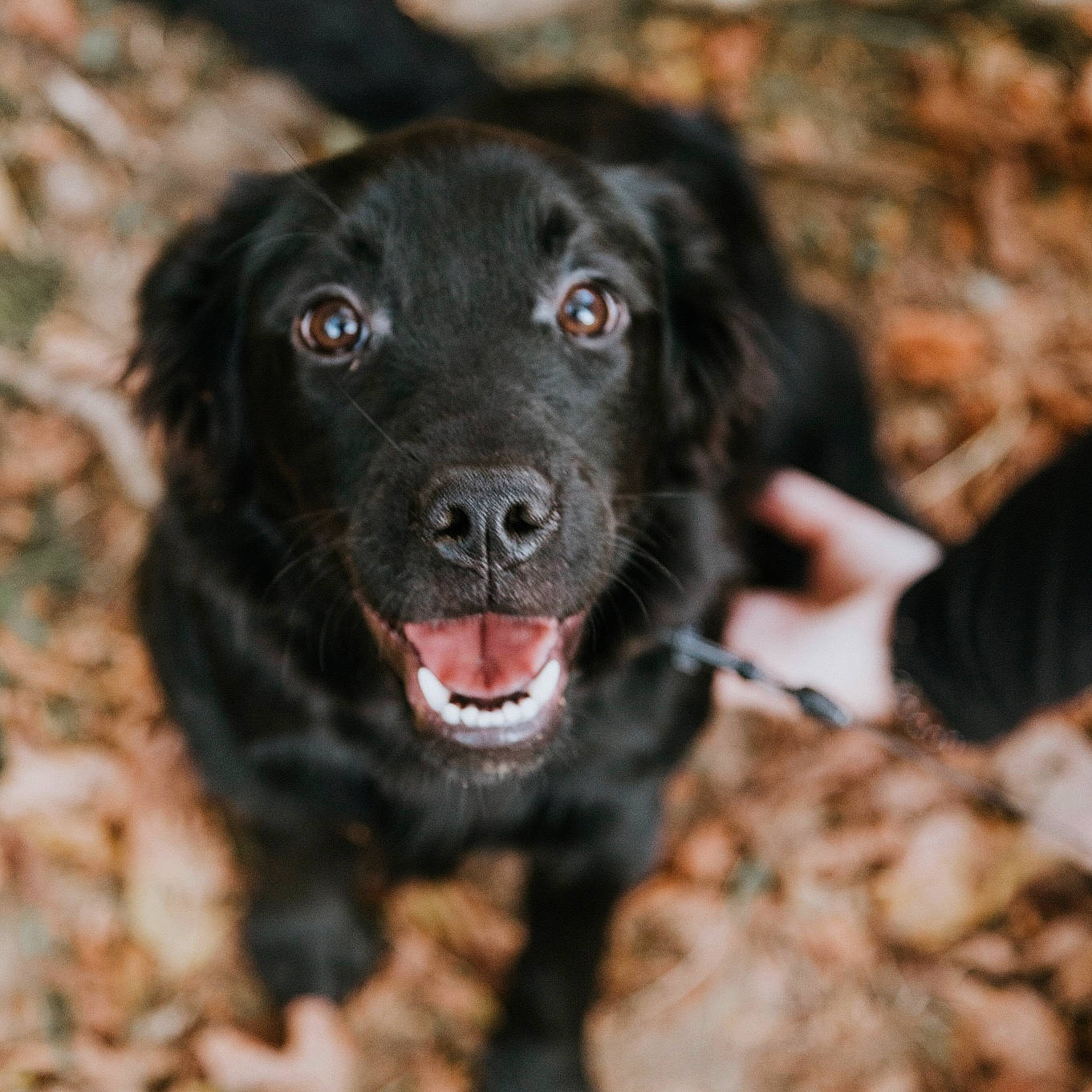 Reign joined the competition — help win amazing prizes! borador, canidae, carnivore, collar, companion_dog, dog, dog_breed, fur, gun_dog, hunting_dog, liver, retriever, sporting_group, terrestrial_animal, whiskers, working_animal