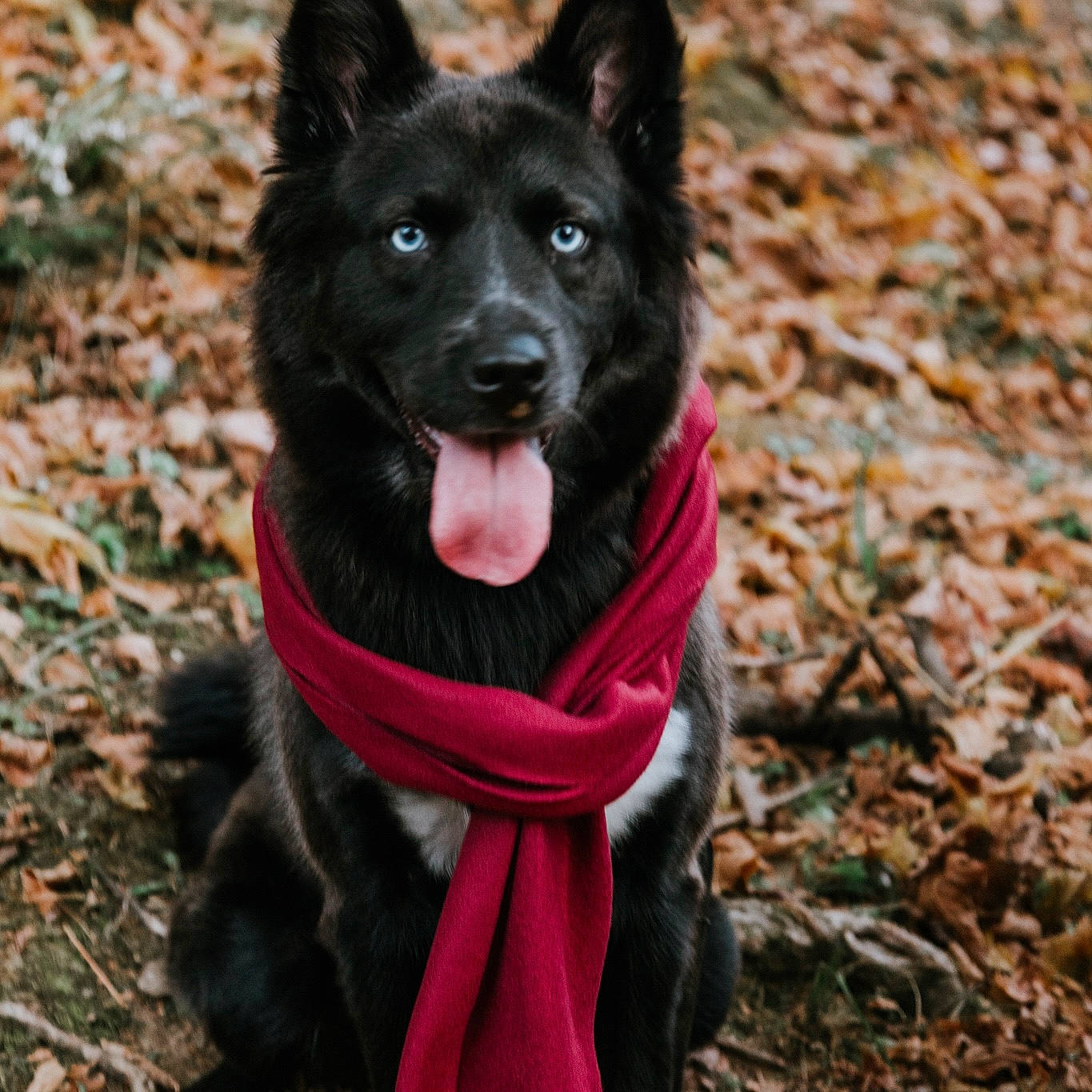 Skye joined the competition — help win amazing prizes! black_norwegian_elkhound, canidae, carnivore, collar, companion_dog, dog, dog_breed, dog_collar, dog_supply, grass, herding_dog, king_shepherd, leash, pet_supply, plant, snout, sporting_group, tail, tree, working_animal