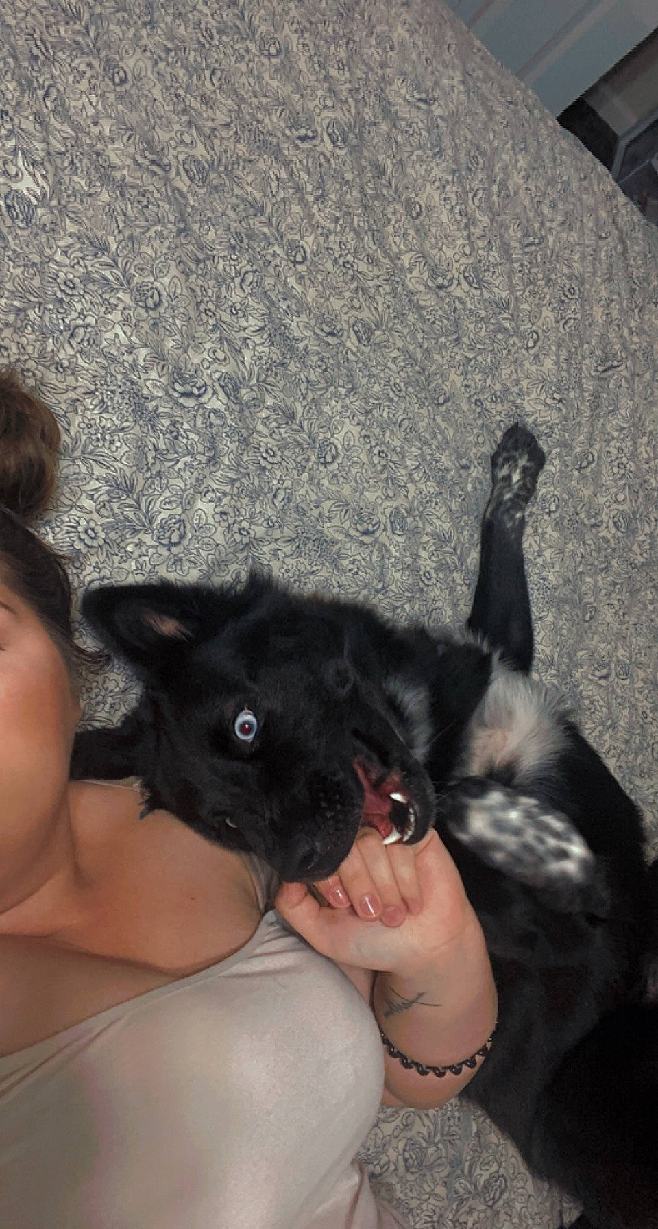 Skye joined the competition — help win amazing prizes! abdomen, carnivore, chest, companion_dog, dog, dog_breed, ear, eyelash, fawn, felidae, finger, fur, gesture, human_leg, nail, thigh, thumb, toy_dog, trunk, wrist