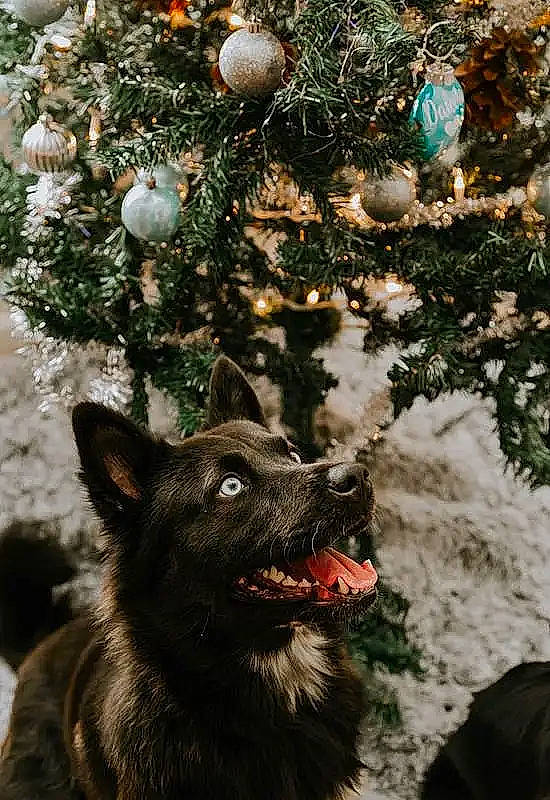 Skye is registered to the contest to win money with this photo: carnivore, christmas_decoration, christmas_ornament, christmas_tree, conifer, dog, dog_breed, event, evergreen, fawn, holiday, holiday_ornament, nature, ornament, plant, snout, tree, twig, winter, working_animal