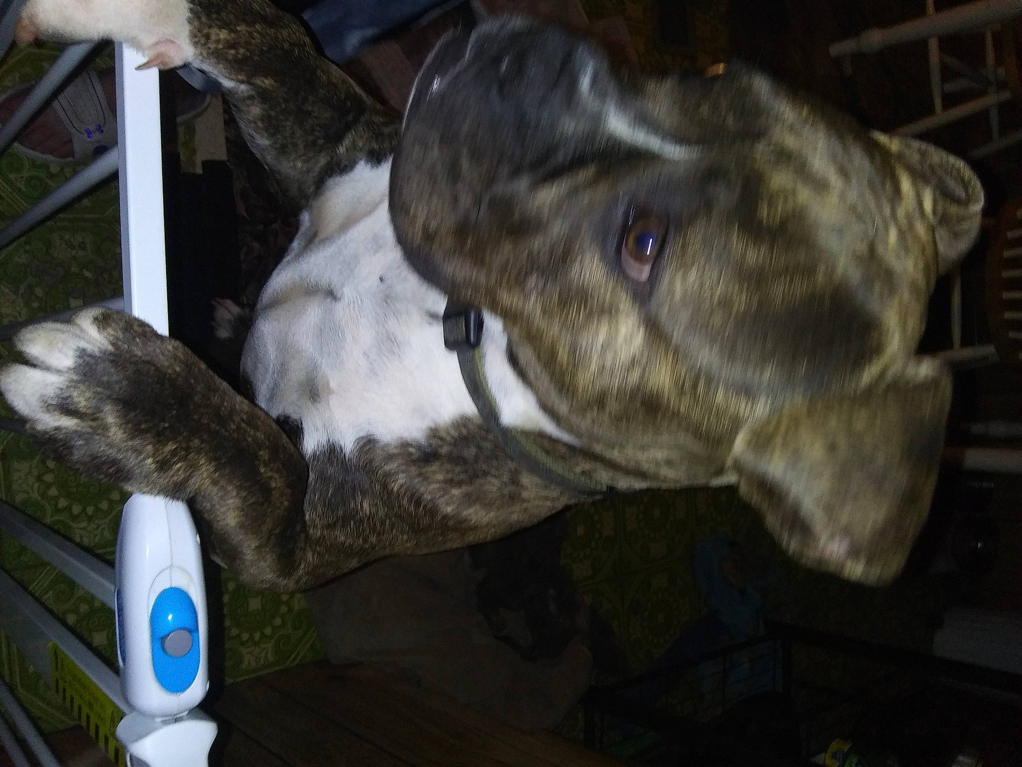 Haus joined the competition — help win amazing prizes! canidae, carnivore, dog, dog_breed, fawn, non_sporting_group, snout