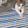animal, cat, closeup, curious, cute, ears, fan, feline, gray, indoor, kitten, looking, paw, pet, playful, resting, striped_fabric, whiskers, white, young