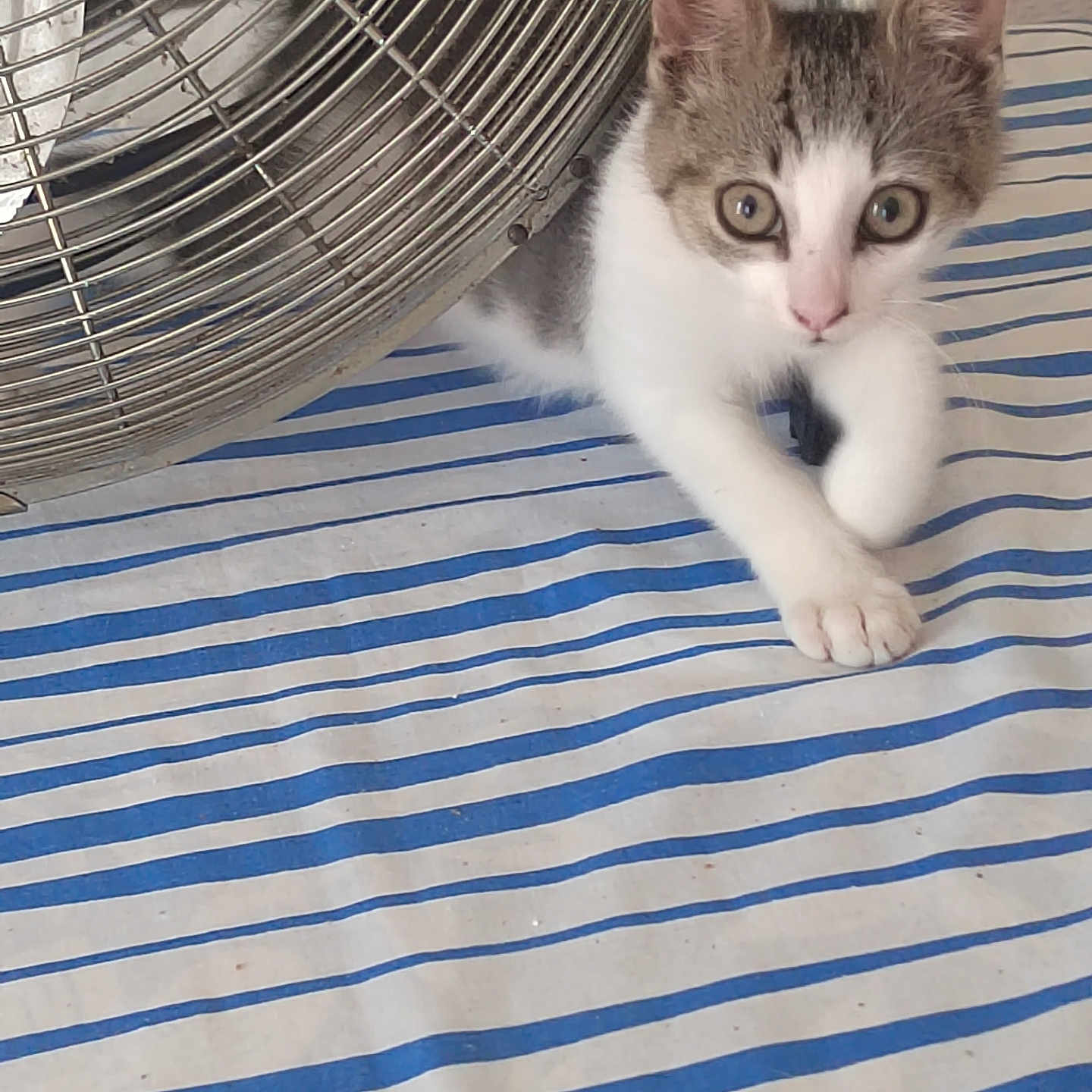 Haïko