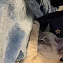 Snowflake is registered to the contest to win money with this photo: cat, sleeping, blanket, cozy, fur, paw, indoor, resting, soft, blue, white, cute, pet, animal, relaxation, snuggling, warmth, feline, comfort, bed