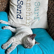 Snowflake is registered to the contest to win money with this photo: cat, sleeping, cushion, pillow, text, wicker_chair, indoor, pet, relaxing, feline, blue, white, gray, fur, cozy, rest, animal, home, comfort, nap