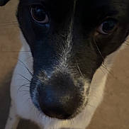 Blo is registered to the contest to win money with this photo: dog, black_and_white, close_up, pet, animal, whiskers, curious, nose, eyes, fur, indoor, looking, muzzle, portrait, canine, domestic_animal, face, expression, friendly, closeup