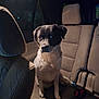 dog, car_interior, seat, black_and_white, pet, animal, backseat, quiet, moody_lighting, curious, fur, indoors, vehicle, transportation, sitting, headrest, seatbelt, night, window, reflection