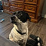 dog, black_and_white, indoor, wooden_floor, dresser, nike_slides, collar, pet, curious, flooring, furniture, toy, casual, household, looking_away, domestic, mammal, sitting, side_view, black