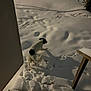 dog, snow, night, outdoor, steps, paw_prints, black_spots, animal, winter, cold, yard, quiet, dark, shadow, fence, nature, pet, walking, isolated, footprints