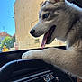 Alaska participe au concours pour gagner de l'argent avec cette photo : dog, puppy, siberian_husky, blue_eyes, tongue_out, car, steering_wheel, window, outdoor, daylight, pet, animal, cute, fluffy, vehicle_interior, dashboard, playful, young_dog, canine, happy