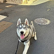 Alaska participe au concours pour gagner de l'argent avec cette photo : dog, siberian_husky, blue_eyes, tongue_out, leash, street, sidewalk, sunny, walk, pet, canine, happy, outdoor, animal, pavement, urban, playful, furry, ears, tail