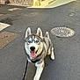 dog, siberian_husky, blue_eyes, tongue_out, leash, street, sidewalk, sunny, walk, pet, canine, happy, outdoor, animal, pavement, urban, playful, furry, ears, tail
