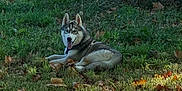Alaska participe au concours pour gagner de l'argent avec cette photo : dog, husky, grass, leaves, outdoor, nature, animal, pet, relaxed, sunlight, tree, autumn, tongue_out, canine, mammal, fur, daylight, playful, lying_down, scenery