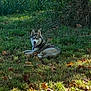 dog, husky, grass, leaves, outdoor, nature, animal, pet, relaxed, sunlight, tree, autumn, tongue_out, canine, mammal, fur, daylight, playful, lying_down, scenery