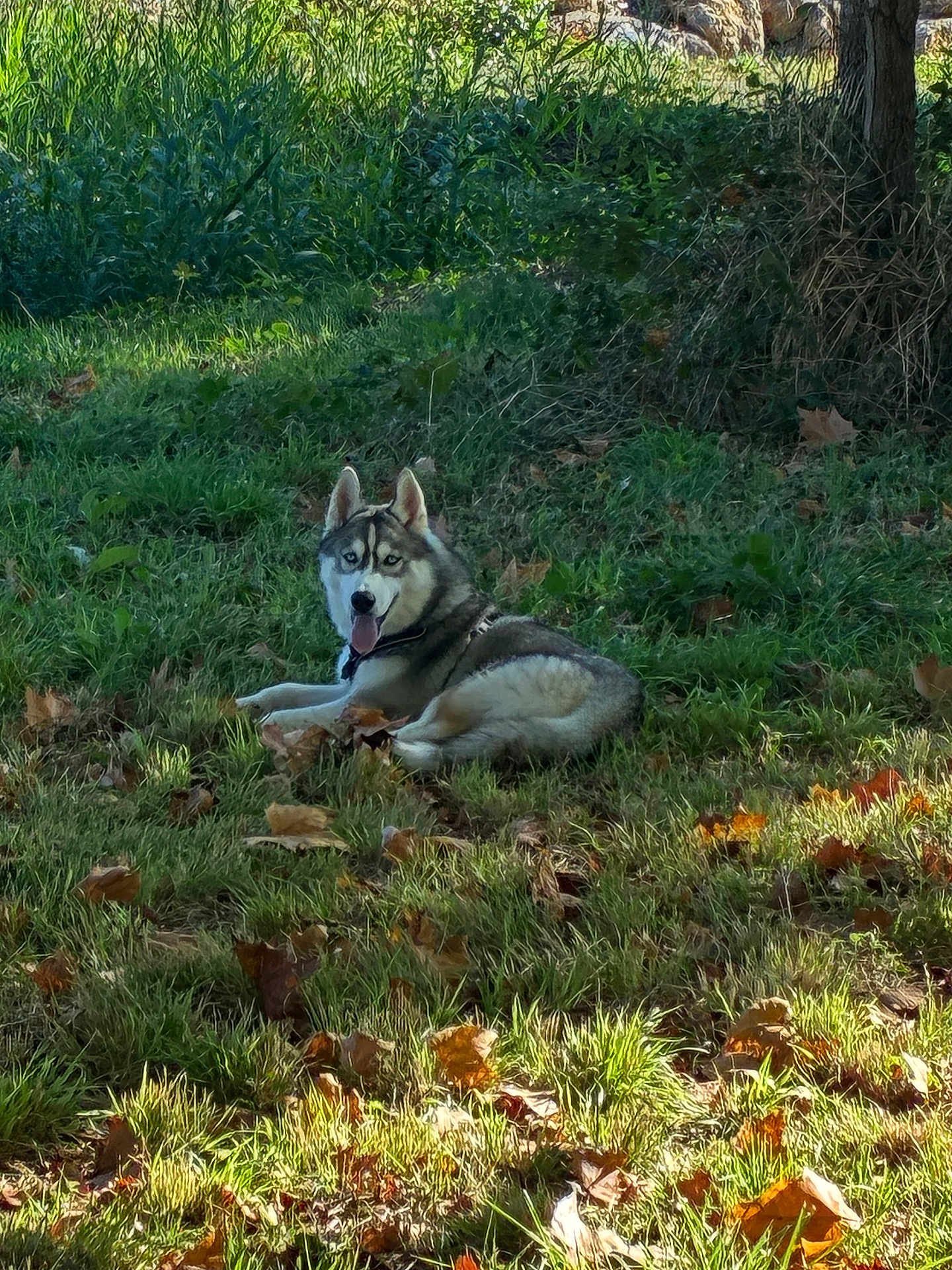 Alaska participe au concours pour gagner de l'argent avec cette photo : dog, husky, grass, leaves, outdoor, nature, animal, pet, relaxed, sunlight, tree, autumn, tongue_out, canine, mammal, fur, daylight, playful, lying_down, scenery