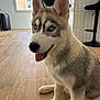 Alaska participe au concours pour gagner de l'argent avec cette photo : dog, puppy, husky, blue_eyes, tongue_out, indoor, wooden_floor, sitting, pet, canine, fur, ears, happy, domestic, animal, young, household, cute, companion, friendly