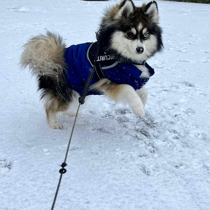 Milo