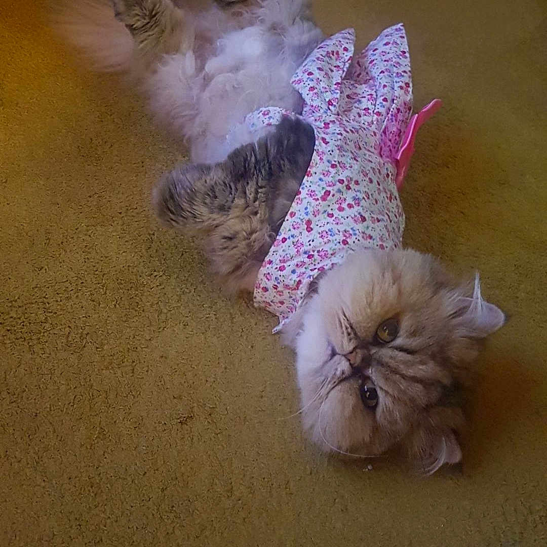Chanel a rejoint le concours — aidez-le/la à gagner de superbes lots ! cat, fluffy, carpet, lying_down, pet_clothing, pink_bow, floral_pattern, cute, indoor, relaxed, fur, animal, mammal, domestic_animal, whiskers, paws, face, eyes, resting, adorable