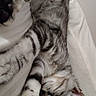 cat, tabby, sleeping, pet, feline, fur, paws, whiskers, ears, upside_down, relaxed, cozy, bed, blanket, indoors, close_up, black_and_white, spotted, striped, nap