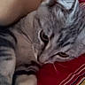 cat, tabby_cat, pet, feline, striped_fur, gray_fur, lying_down, relaxed, sleepy, close_up, whiskers, ears, eyes, paws, indoor, bed, blanket, red_fabric, cozy, portrait